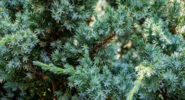 Juniper blue carpet - živý koberec pro vaši zahradu